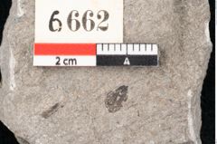 Foto (Detailansicht) von Zostera ungeri Ettingshausen (NHMW-GEO-2024-0188-6662)